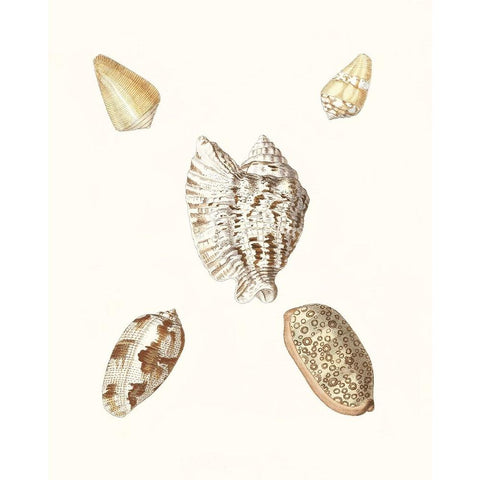 Pastel Knorr Shells VI Gold Ornate Wood Framed Art Print with Double Matting by Knorr, G.W.