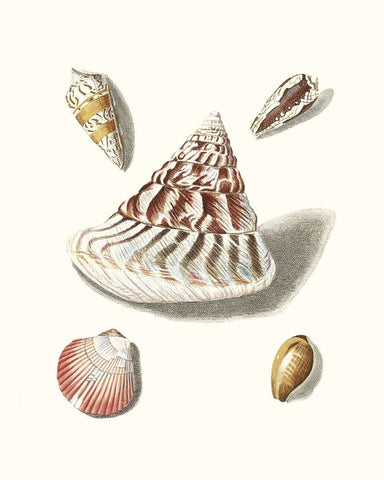 Pastel Knorr Shells VII White Modern Wood Framed Art Print with Double Matting by Knorr, G.W.