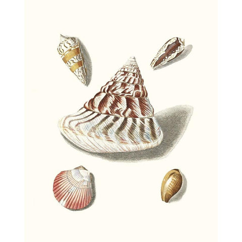 Pastel Knorr Shells VII Black Modern Wood Framed Art Print with Double Matting by Knorr, G.W.