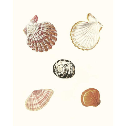 Pastel Knorr Shells VIII White Modern Wood Framed Art Print by Knorr, G.W.