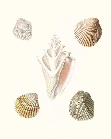 Pastel Knorr Shells IX White Modern Wood Framed Art Print with Double Matting by Knorr, G.W.