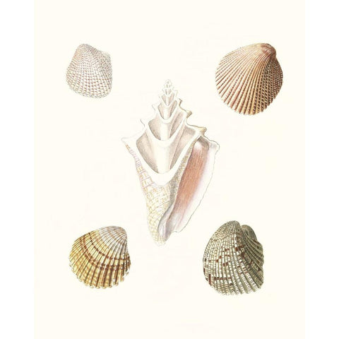 Pastel Knorr Shells IX Black Modern Wood Framed Art Print by Knorr, G.W.