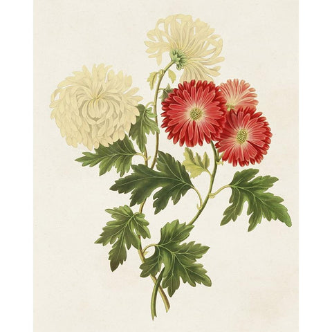 Flowers of the Seasons I White Modern Wood Framed Art Print by Unknown