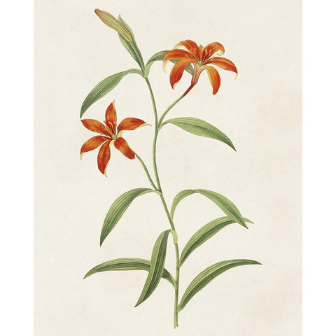 Flowers of the Seasons III Black Modern Wood Framed Art Print by Unknown