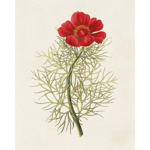 Flowers of the Seasons VII White Modern Wood Framed Art Print by Unknown
