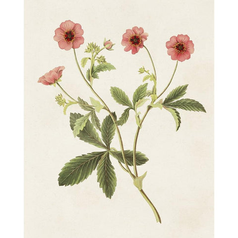 Flowers of the Seasons VIII Gold Ornate Wood Framed Art Print with Double Matting by Unknown