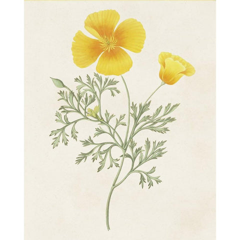 Flowers of the Seasons IX White Modern Wood Framed Art Print by Unknown