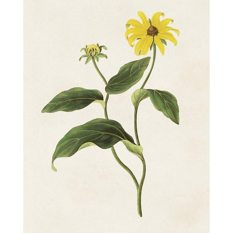 Flowers of the Seasons X White Modern Wood Framed Art Print by Unknown