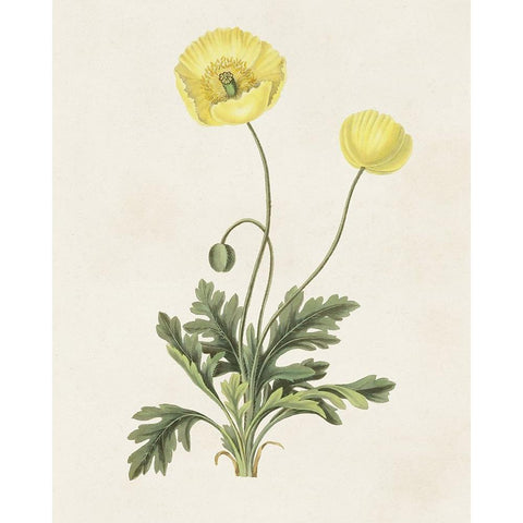 Flowers of the Seasons XII White Modern Wood Framed Art Print by Unknown
