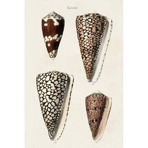 Cone Shell Collection I Black Modern Wood Framed Art Print by Unknown