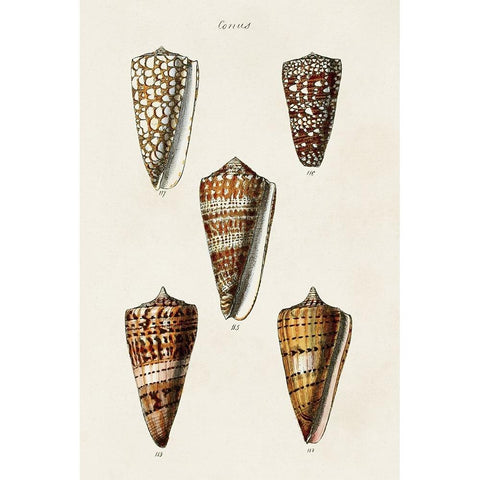 Cone Shell Collection II Black Modern Wood Framed Art Print with Double Matting by Unknown