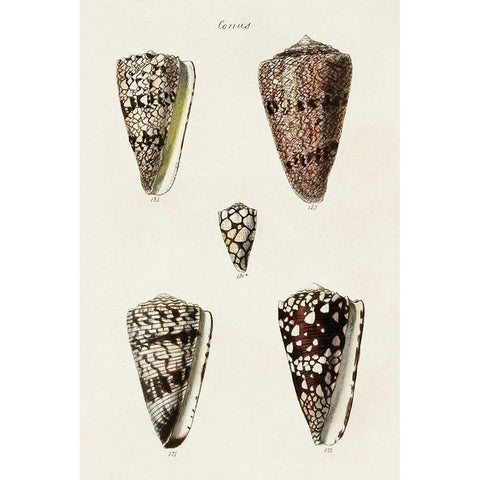 Cone Shell Collection III Gold Ornate Wood Framed Art Print with Double Matting by Unknown