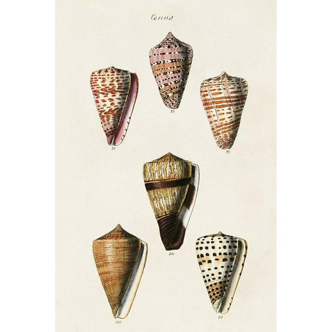 Cone Shell Collection IV Black Modern Wood Framed Art Print by Unknown