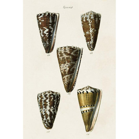 Cone Shell Collection V Black Modern Wood Framed Art Print by Unknown