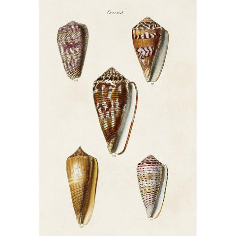 Cone Shell Collection VI Black Modern Wood Framed Art Print with Double Matting by Unknown