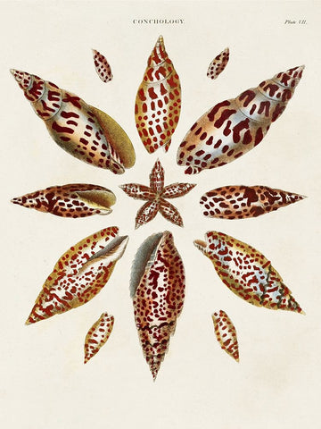 Spiral Shell Formation I White Modern Wood Framed Art Print with Double Matting by Seba, Albertus