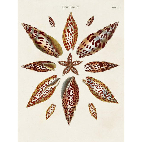 Spiral Shell Formation I Black Modern Wood Framed Art Print by Seba, Albertus