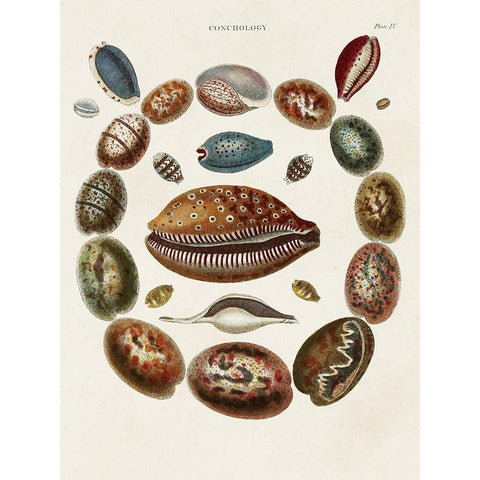 Spiral Shell Formation II Gold Ornate Wood Framed Art Print with Double Matting by Seba, Albertus