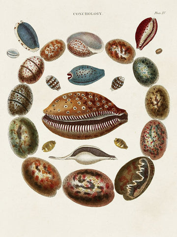 Spiral Shell Formation II Black Ornate Wood Framed Art Print with Double Matting by Seba, Albertus