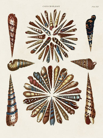 Spiral Shell Formation III Black Ornate Wood Framed Art Print with Double Matting by Seba, Albertus