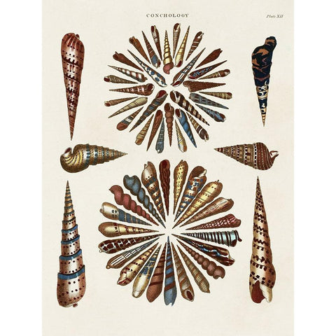 Spiral Shell Formation III Black Modern Wood Framed Art Print with Double Matting by Seba, Albertus