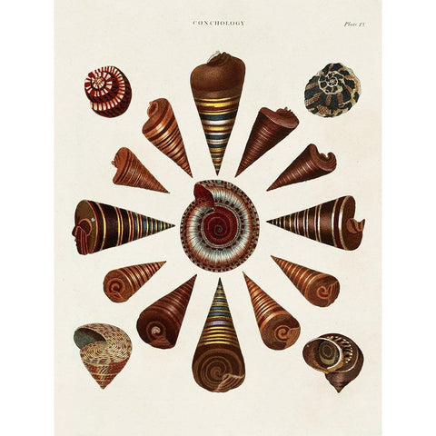 Spiral Shell Formation IV Black Modern Wood Framed Art Print by Seba, Albertus