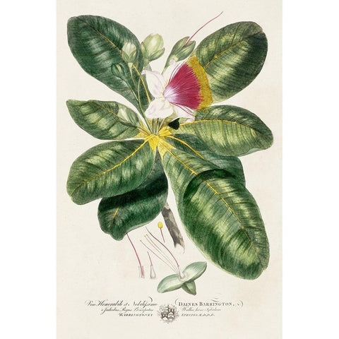 Imperial Tropical Botanical I Black Modern Wood Framed Art Print by Miller, John