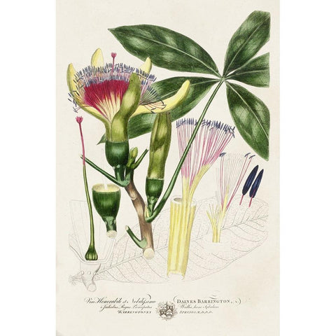 Imperial Tropical Botanical II Gold Ornate Wood Framed Art Print with Double Matting by Miller, John