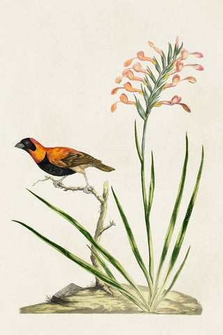 Bird in Habitat III White Modern Wood Framed Art Print with Double Matting by Unknown