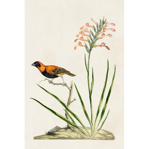 Bird in Habitat III Black Modern Wood Framed Art Print by Unknown