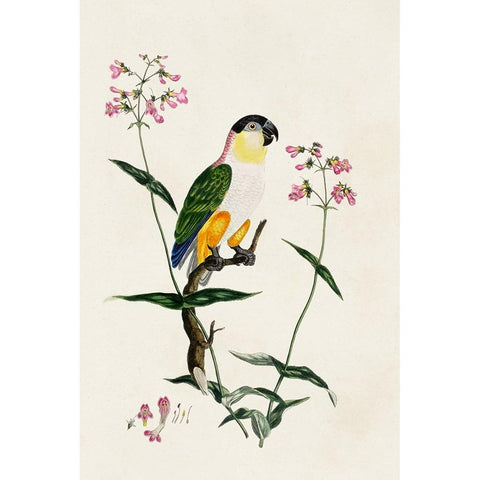 Bird in Habitat IV Black Modern Wood Framed Art Print by Unknown