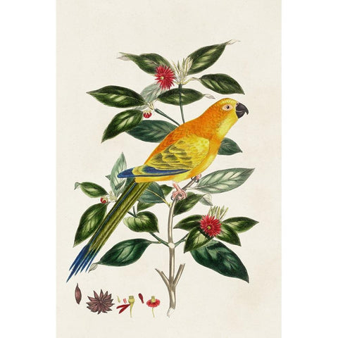 Bird in Habitat V Gold Ornate Wood Framed Art Print with Double Matting by Unknown