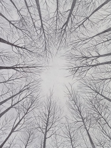 Deciduous Canopy II Black Ornate Wood Framed Art Print with Double Matting by Willett, Michael