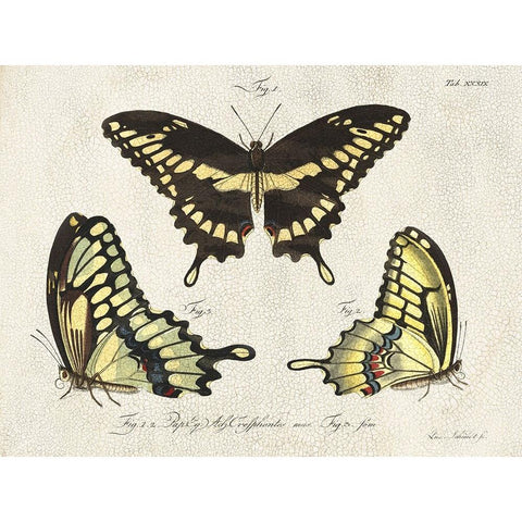 Crackled Butterflies I White Modern Wood Framed Art Print by Vision Studio