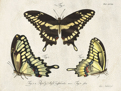 Crackled Butterflies I Black Ornate Wood Framed Art Print with Double Matting by Vision Studio