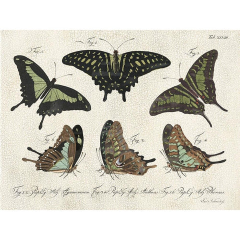 Crackled Butterflies II White Modern Wood Framed Art Print by Vision Studio