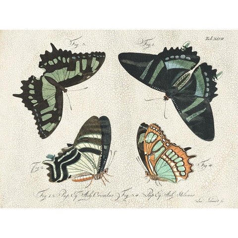 Crackled Butterflies III Black Modern Wood Framed Art Print by Vision Studio