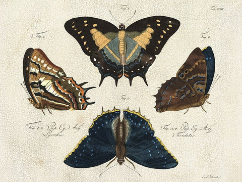 Crackled Butterflies IV Black Ornate Wood Framed Art Print with Double Matting by Vision Studio