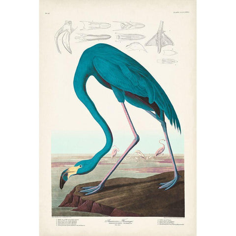 Custom Pl 431 American Flamingo I White Modern Wood Framed Art Print by Audubon, John James