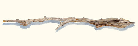 Driftwood Study I White Modern Wood Framed Art Print with Double Matting by Willett, Michael