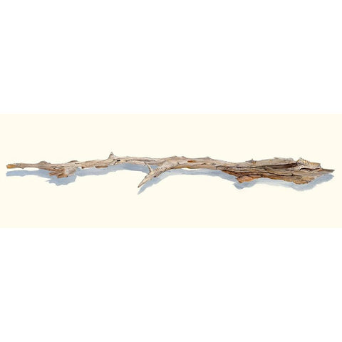 Driftwood Study I Black Modern Wood Framed Art Print by Willett, Michael