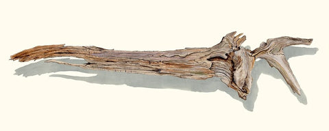 Driftwood Study II Black Ornate Wood Framed Art Print with Double Matting by Willett, Michael
