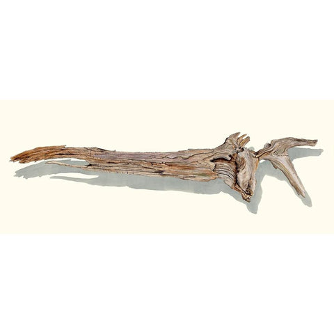 Driftwood Study II White Modern Wood Framed Art Print by Willett, Michael