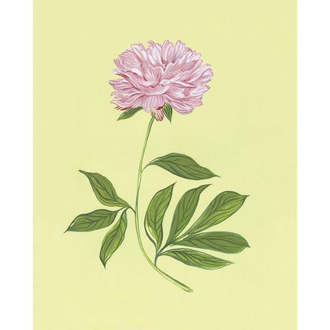 Peonies in Yellow I Gold Ornate Wood Framed Art Print with Double Matting by Marr, Laura