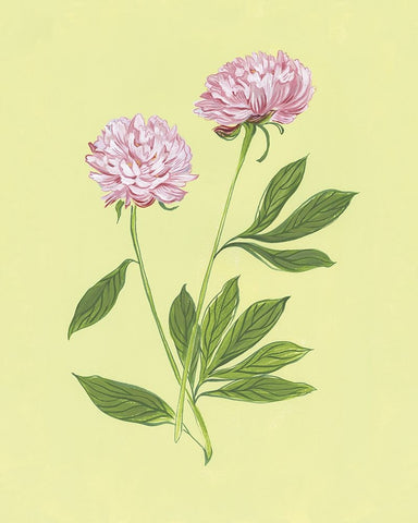 Peonies in Yellow II Black Ornate Wood Framed Art Print with Double Matting by Marr, Laura