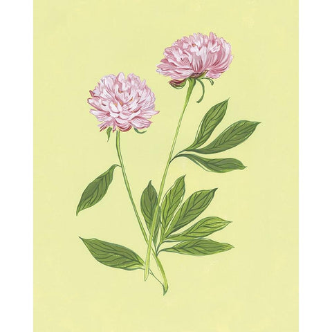 Peonies in Yellow II Black Modern Wood Framed Art Print by Marr, Laura