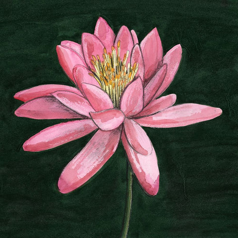 Pink Waterlily I White Modern Wood Framed Art Print with Double Matting by Longley, Alicia