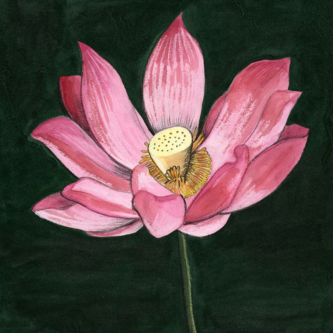 Pink Waterlily II White Modern Wood Framed Art Print with Double Matting by Longley, Alicia