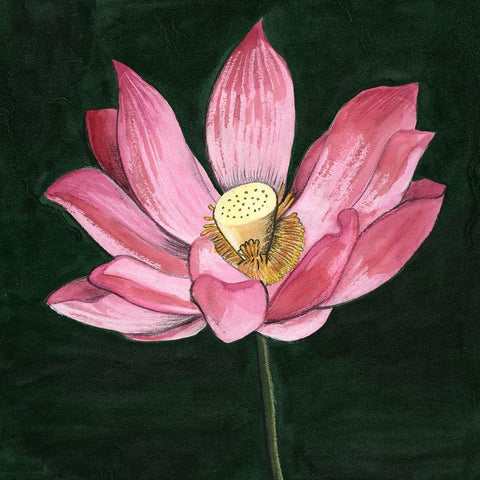 Pink Waterlily II Black Modern Wood Framed Art Print by Longley, Alicia