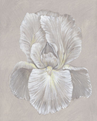White Iris I White Modern Wood Framed Art Print with Double Matting by OToole, Tim